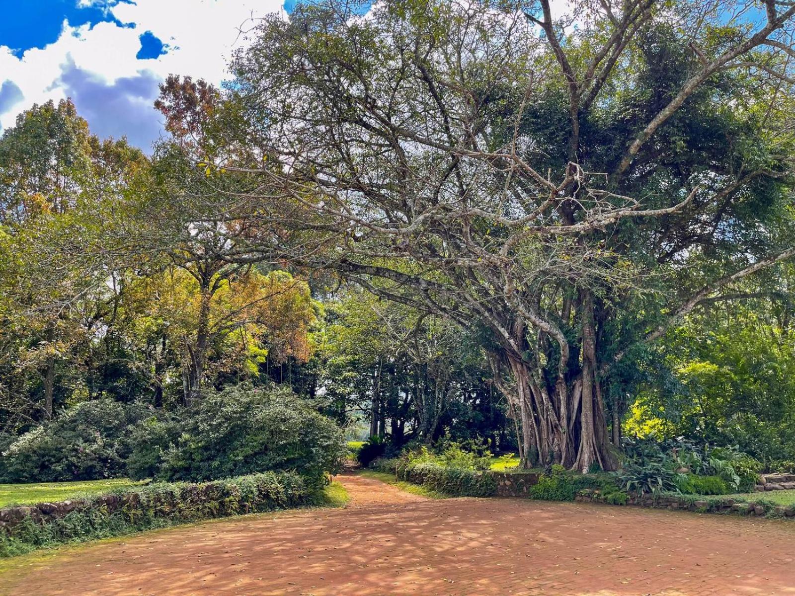Huntingdon House And Chawani Bungalow Thyolo Buitenkant foto