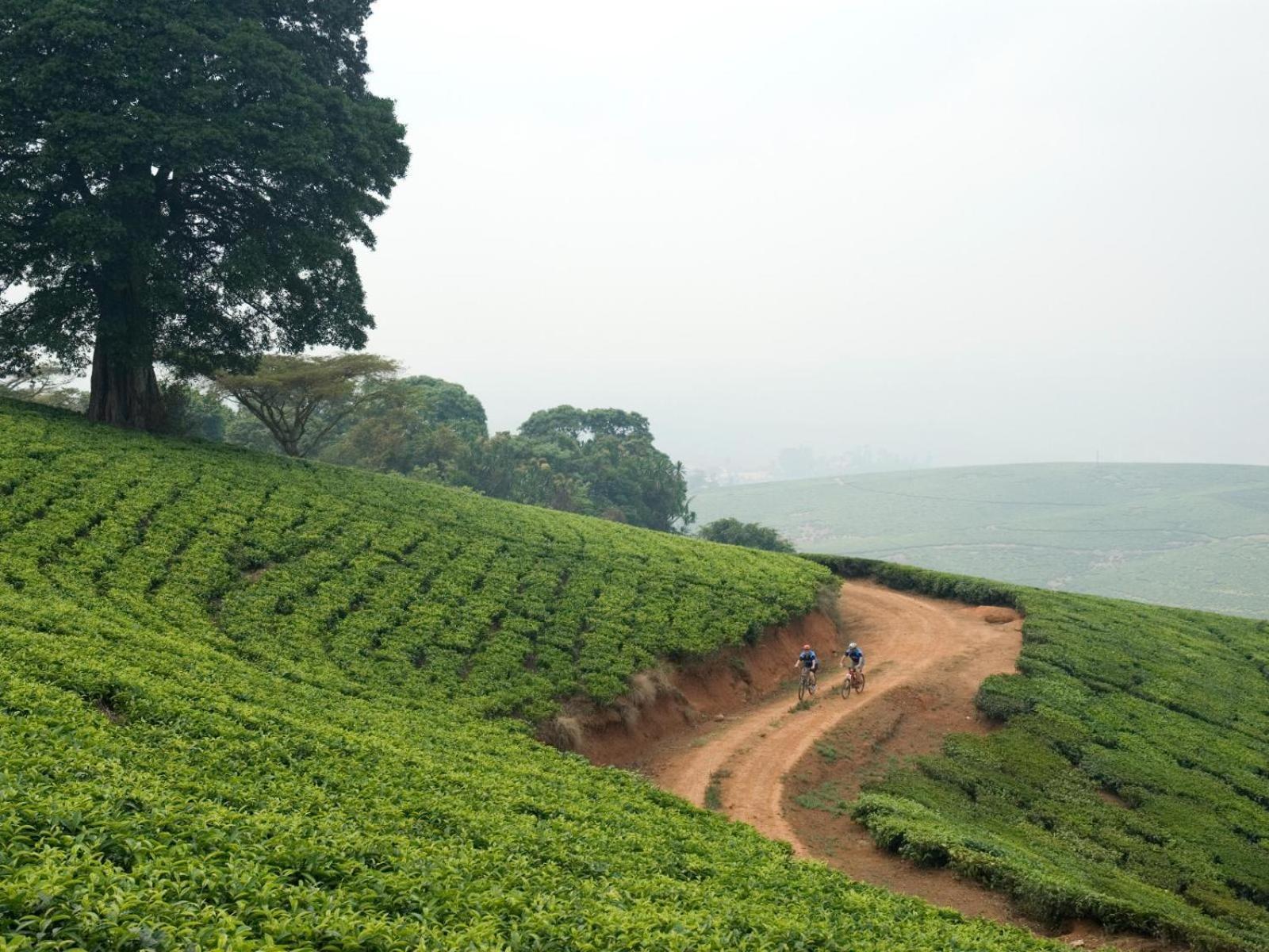 Huntingdon House And Chawani Bungalow Thyolo Buitenkant foto