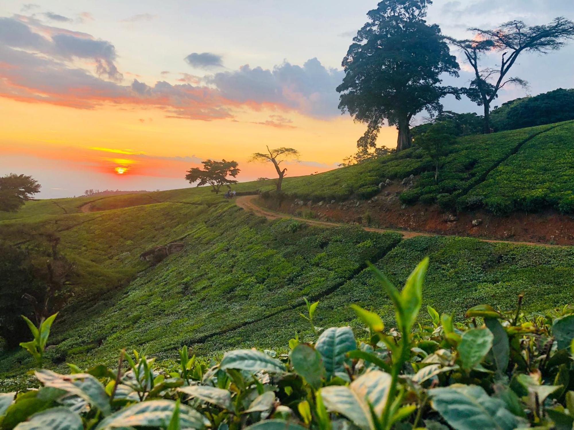Huntingdon House And Chawani Bungalow Thyolo Buitenkant foto